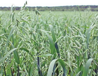 Урожайність кукурудзяних сумішок на зелений корм можна підвищити до 20%